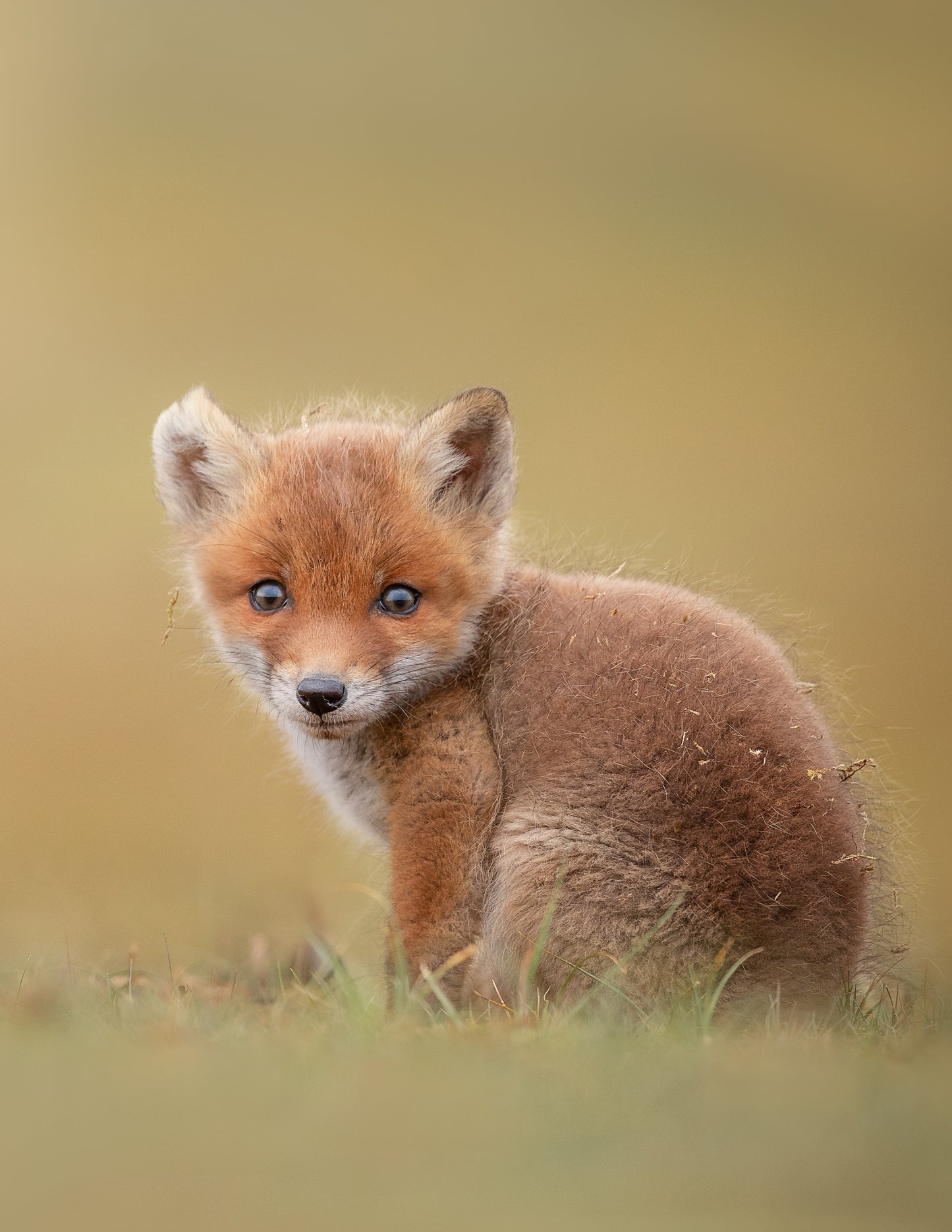 Baby Fox
