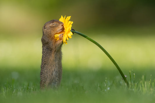 Squirrel Smells Flower