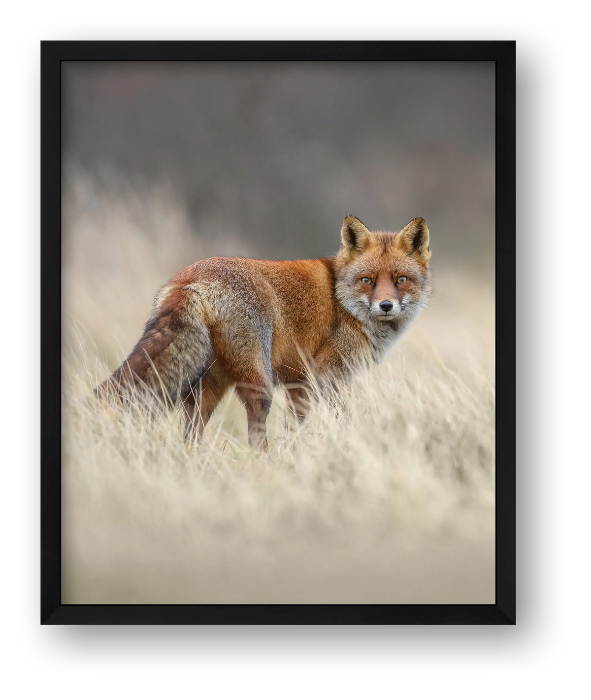 Red fox portrait — framed