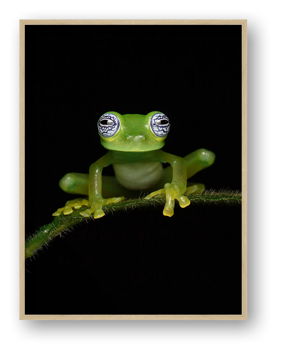 Ghost Glass Frog — framed