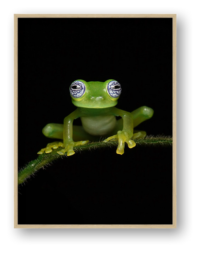Ghost Glass Frog — framed