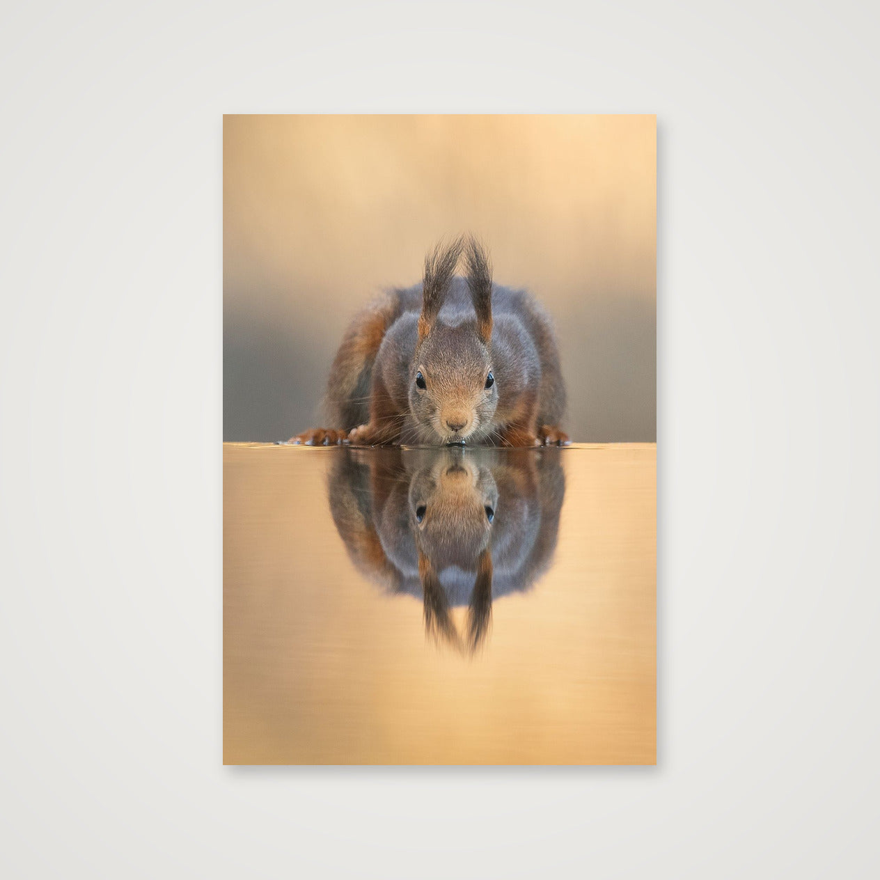 Thirsty Squirrel — 30×45cm, 12×18" Print only