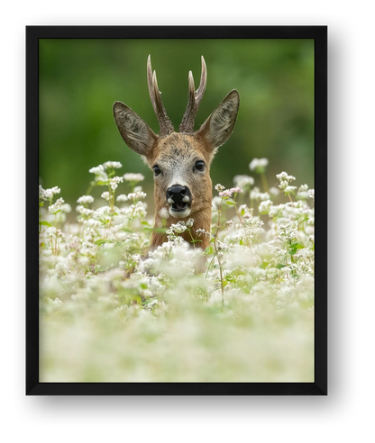 Roe Deer between the flowers — framed