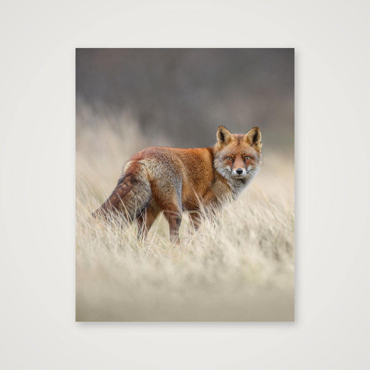 Red fox portrait — 40×50cm, 16×20" Print only