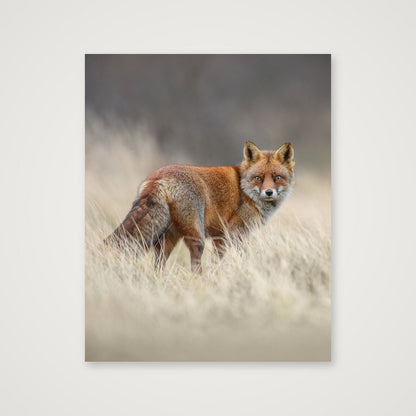 Red fox portrait — 40×50cm, 16×20" Print only