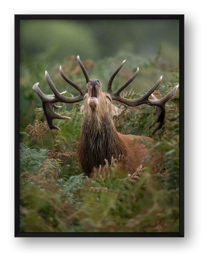 Red Deer — framed