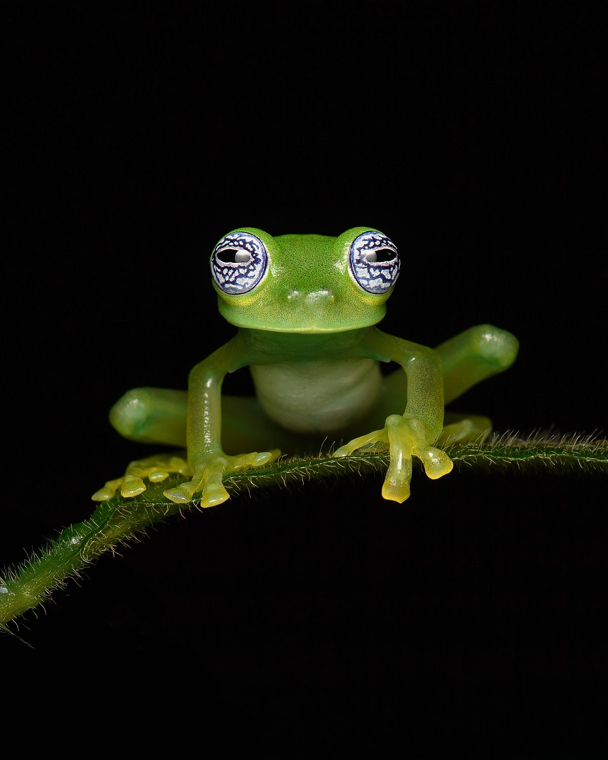 Ghost Glass Frog