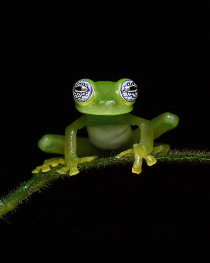 Ghost Glass Frog
