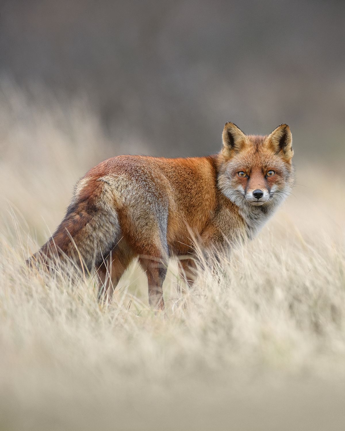 Red fox portrait
