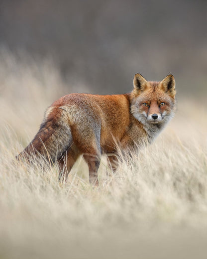 Red fox portrait