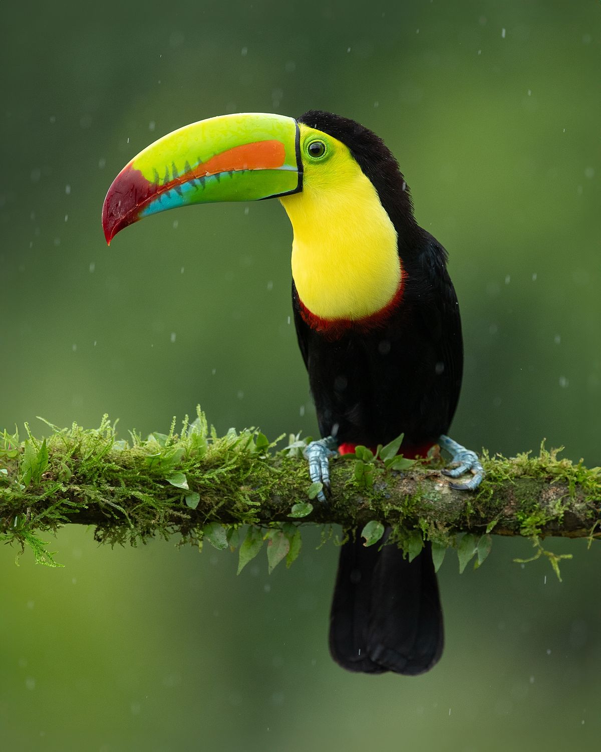 Toucan