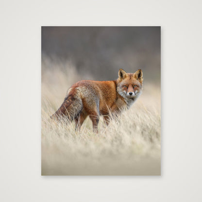Red fox portrait — 28×35cm, 11×14" Print only