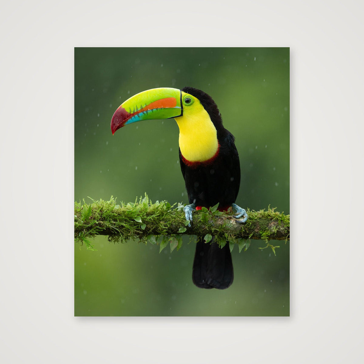 Toucan — 40×50cm, 16×20" Print only