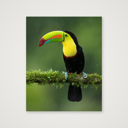 Toucan — 40×50cm, 16×20" Print only