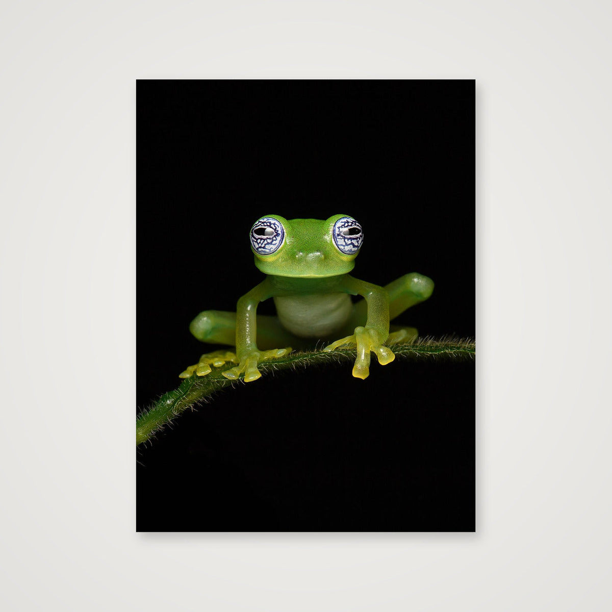 Ghost Glass Frog — 60×80cm, 24×31" Print only