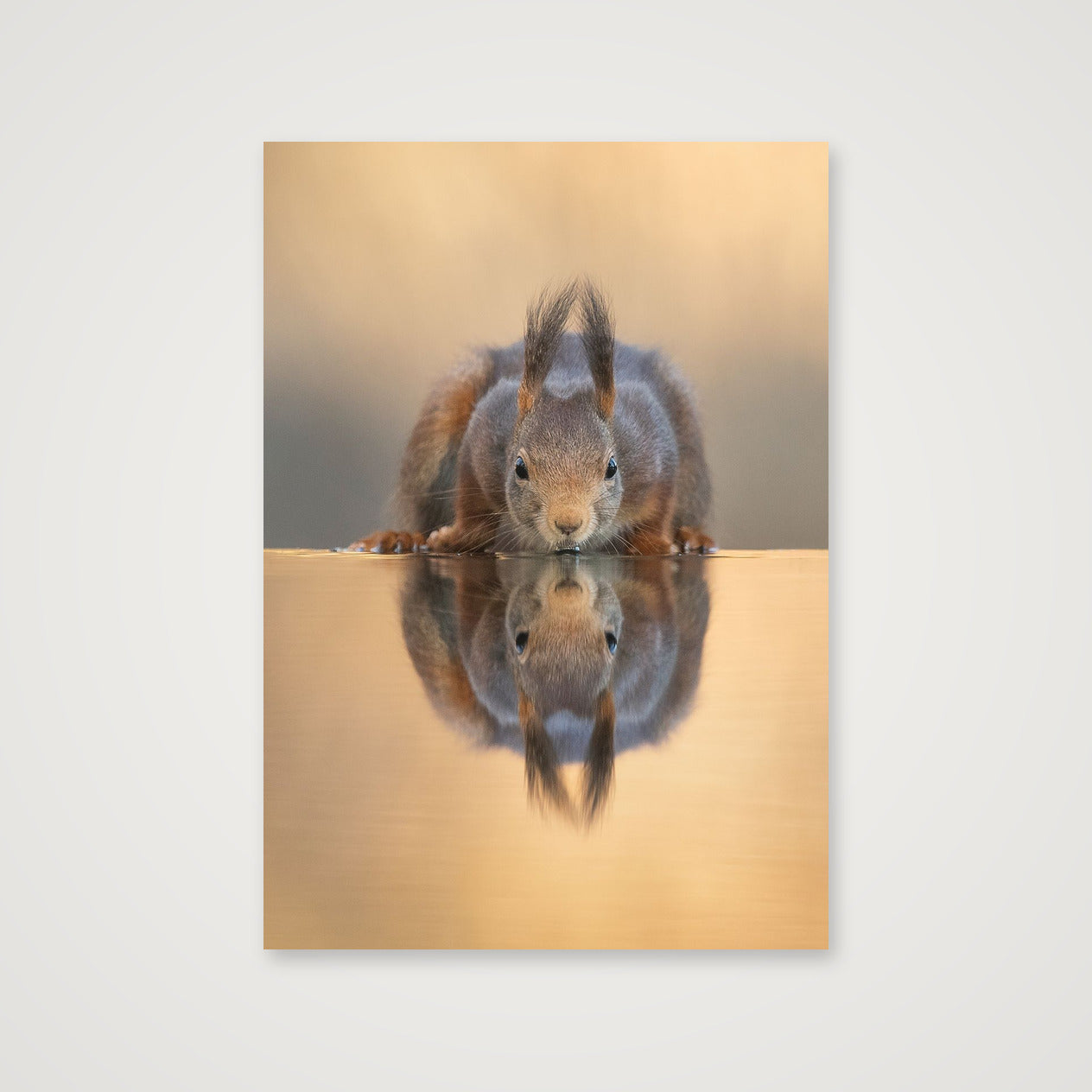 Thirsty Squirrel — 70×100cm, 28×39" Print only