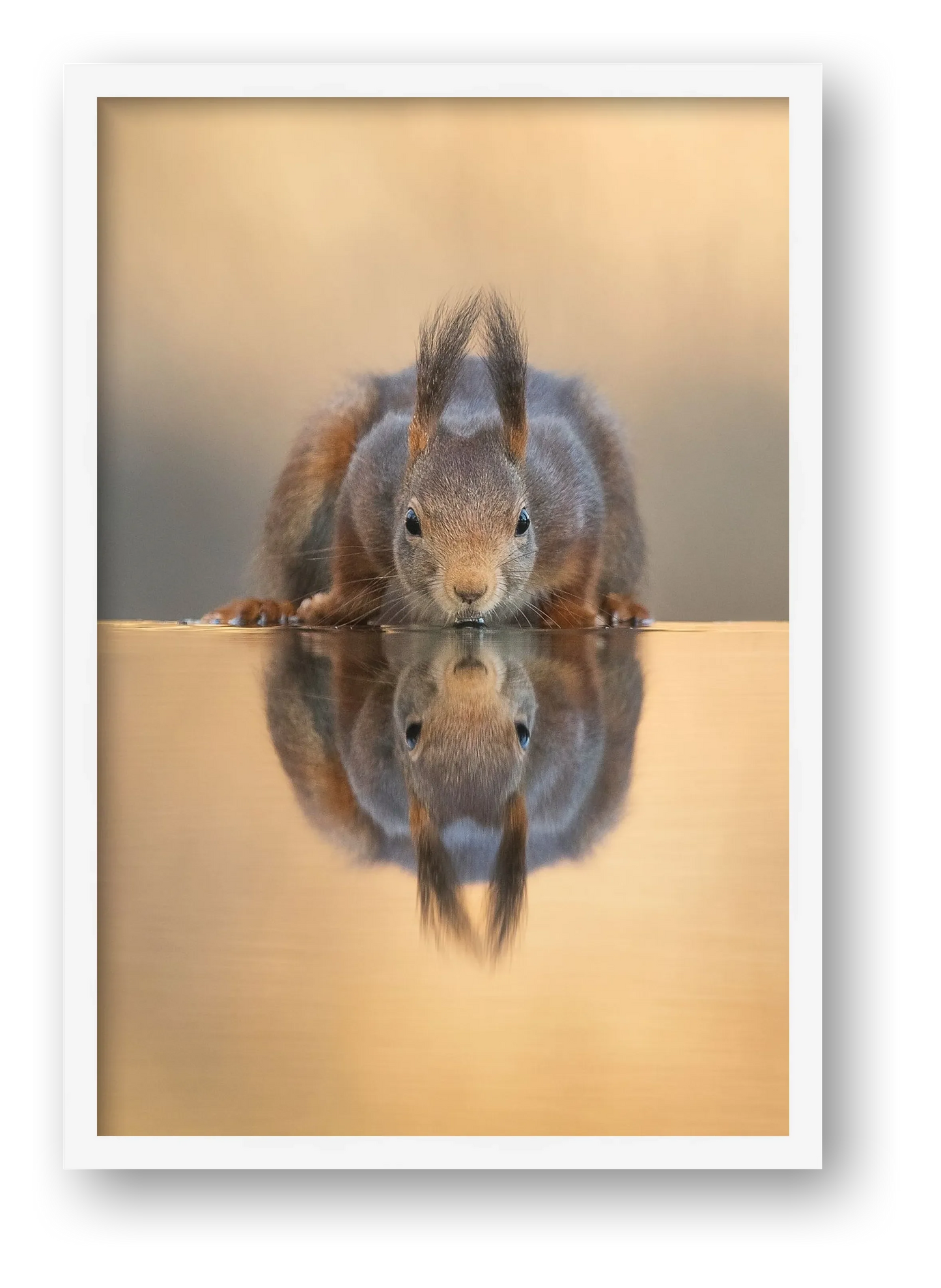 Thirsty Squirrel — framed