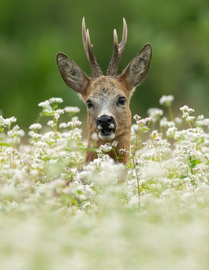Roe Deer between the flowers