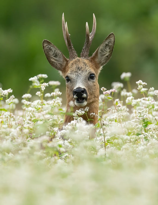 Roe Deer between the flowers