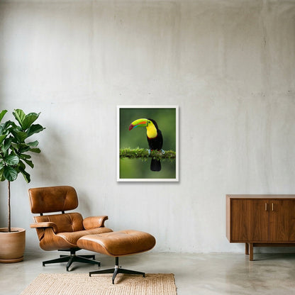 Toucan — 40×50cm, 16×20" White Frame