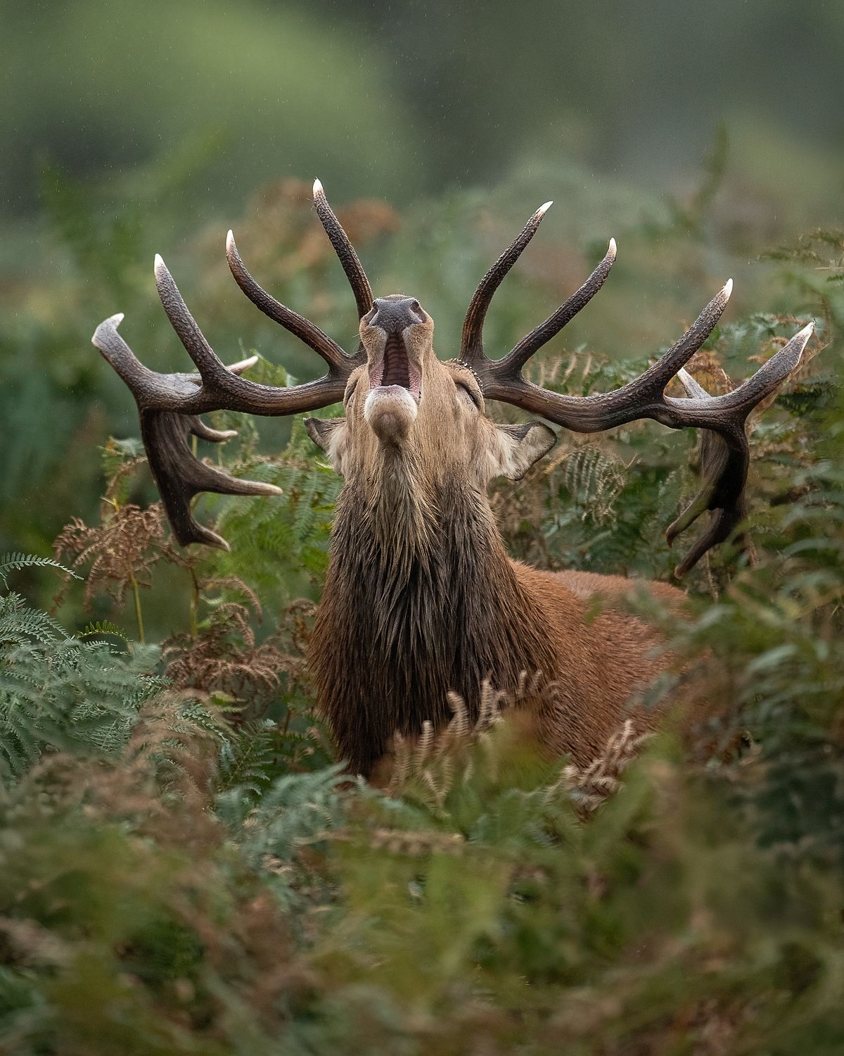 Red Deer