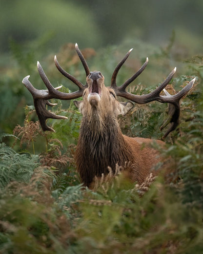 Red Deer