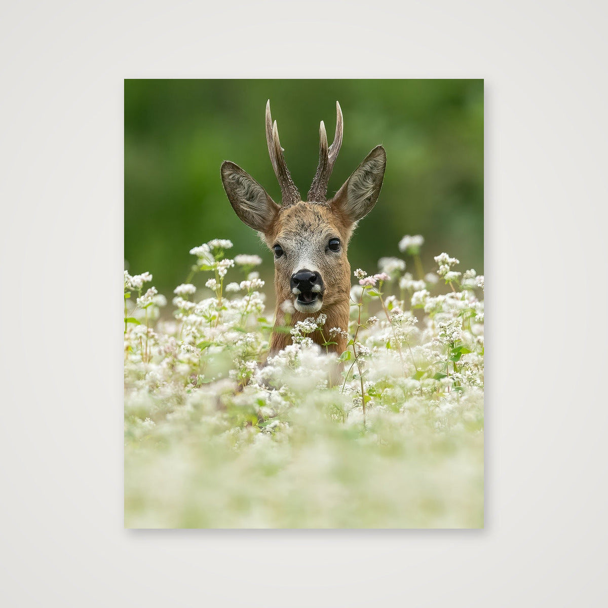 Roe Deer between the flowers — 40×50cm, 16×20" Print only