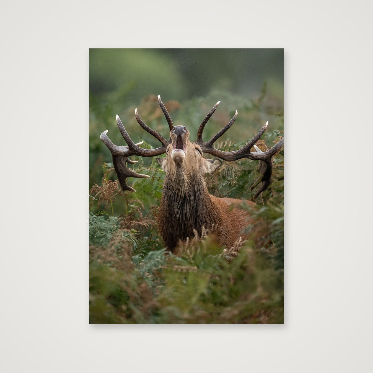 Red Deer — A4 (21×30cm, 8×12") Print only
