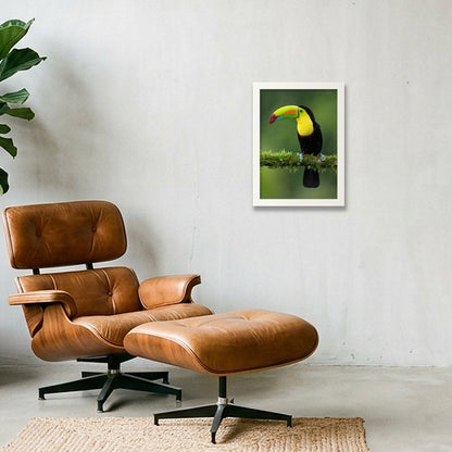 Toucan — A4 (21×30cm, 8×12") White Frame