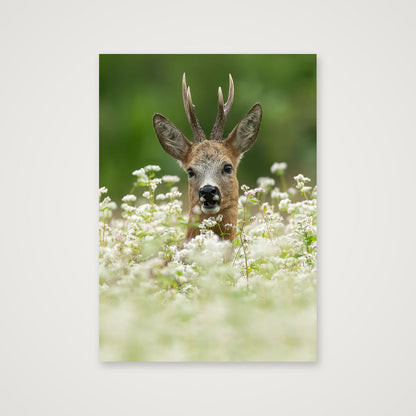 Roe Deer between the flowers — A4 (21×30cm, 8×12") Print only