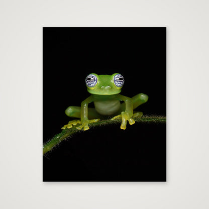 Ghost Glass Frog — 28×35cm, 11×14" Print only