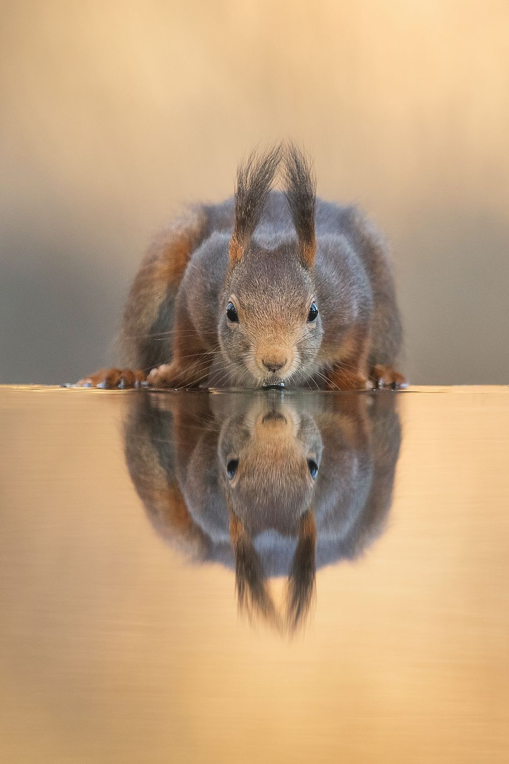 Thirsty Squirrel
