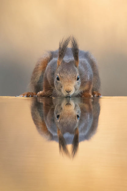 Thirsty Squirrel