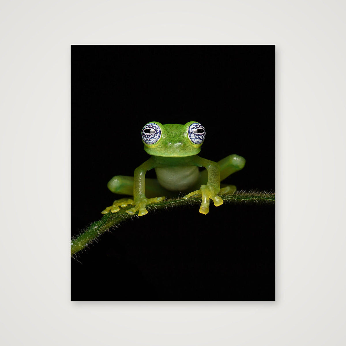 Ghost Glass Frog — 40×50cm, 16×20" Print only