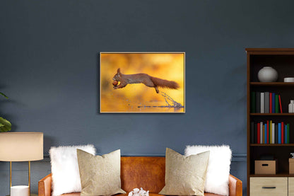 Jumping Squirrel