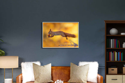 Jumping Squirrel
