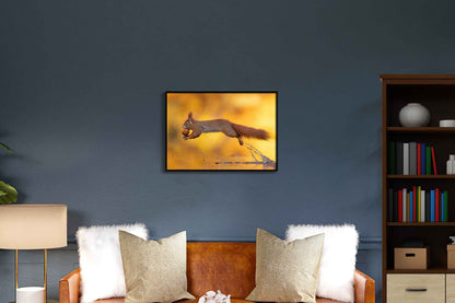 Jumping Squirrel
