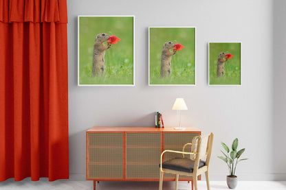 Squirrel Smells Red Flower