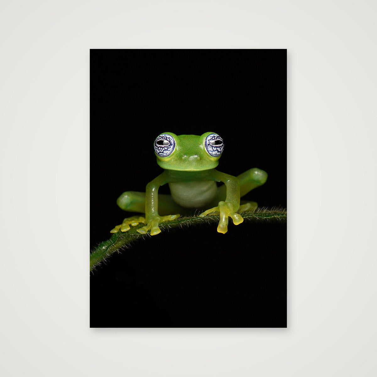 Ghost Glass Frog — A4 (21×30cm, 8×12") Print only