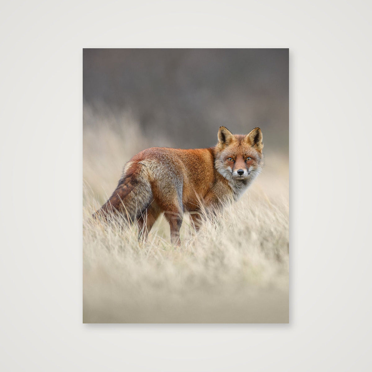 Red fox portrait — 60×80cm, 24×31" Print only