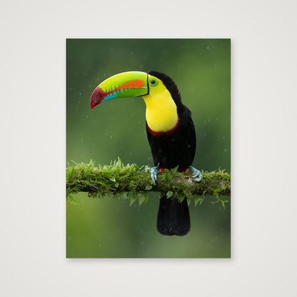Toucan — 60×80cm, 24×31" Print only