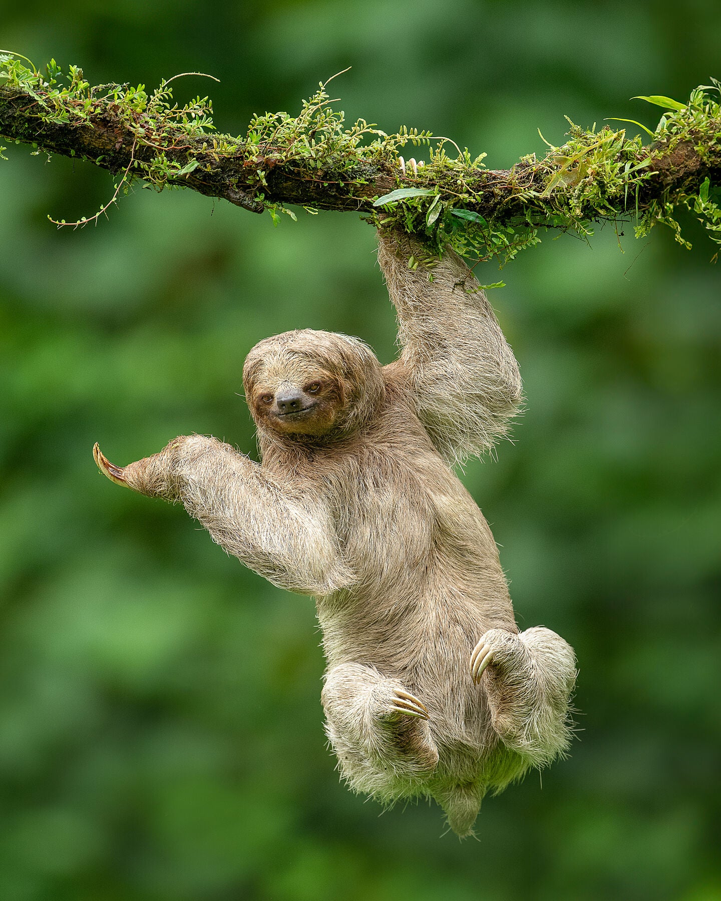 Sloth Hanging Around – Dick van Duijn