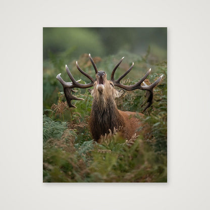 Red Deer — 40×50cm, 16×20" Print only