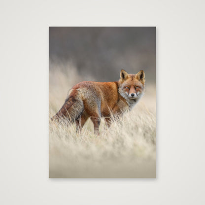 Red fox portrait — A4 (21×30cm, 8×12") Print only