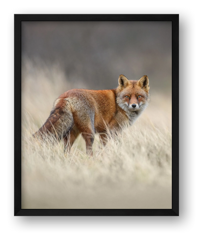 Red fox portrait — framed