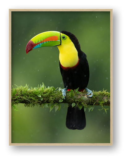 Toucan — framed
